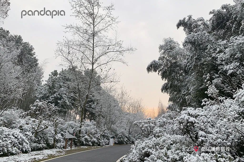 100张成都雪景图第一张我就心动了