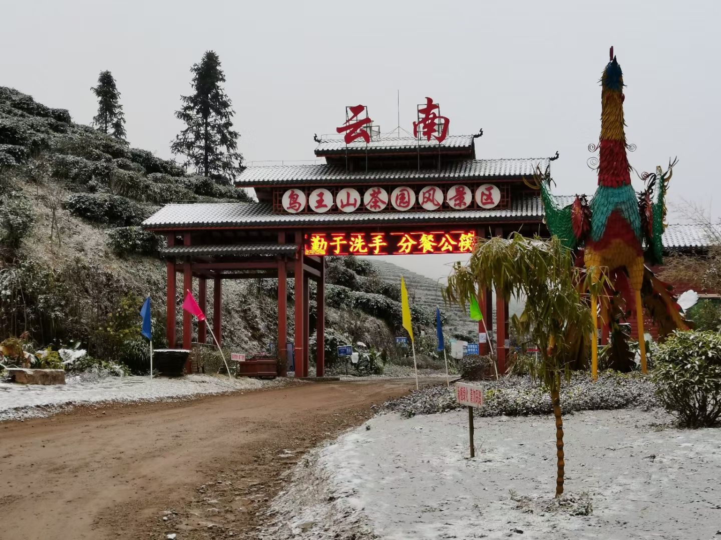 富宁县鸟王山茶园风景区