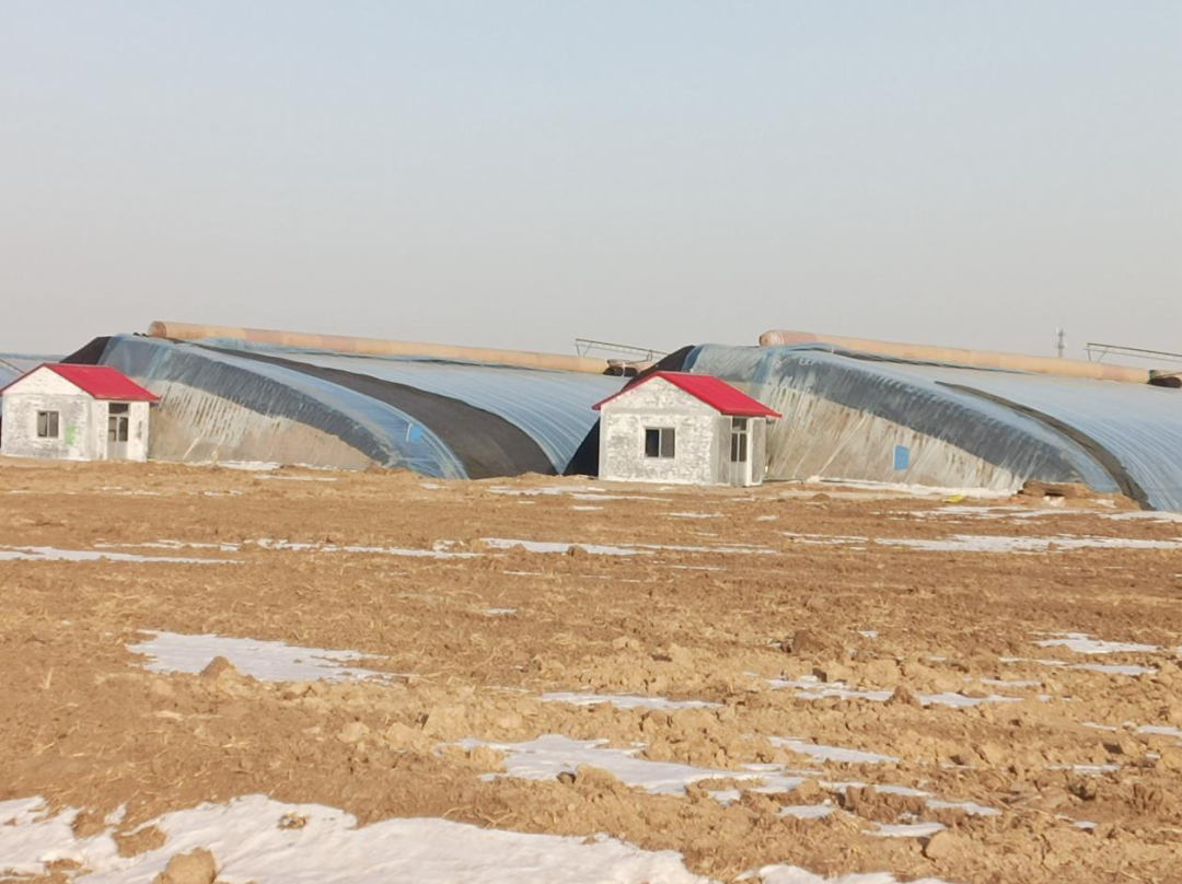 寿光恒蔬无疆农业发展集团有限公司正在建设火龙果种植日光温室大棚