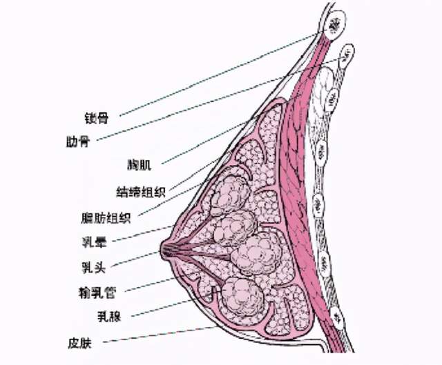 乳房有肿块omg难道是乳腺癌