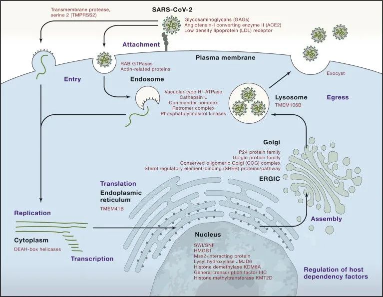 以crispr基因编辑技术的视角看新冠病毒生物学