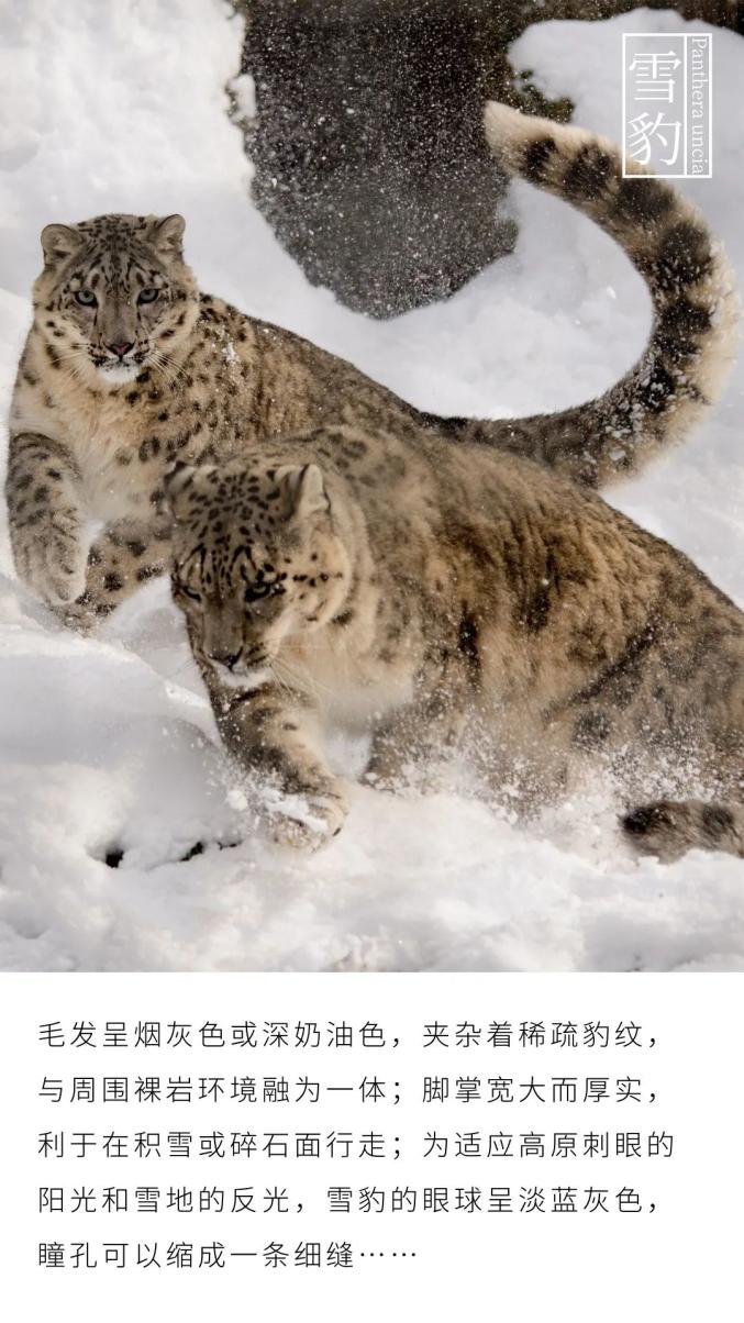科普视频·野生动物|雪山之王:雪豹