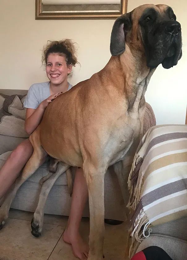 世界上最大的狗比人还高却内心软萌网友这养的真是狗吗