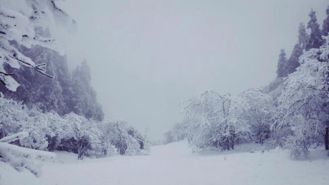 一个人在路灯下看雪