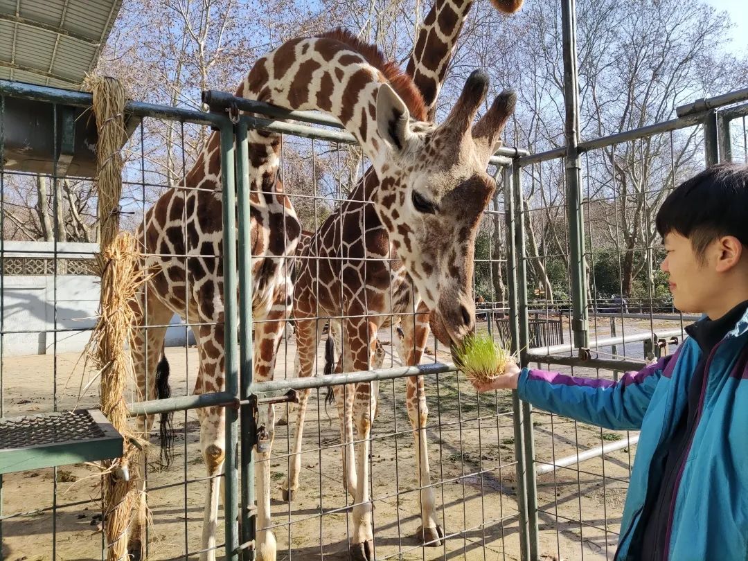 鹿鹿有份!上海动物园内的长颈鹿们各个都是"干草"狂