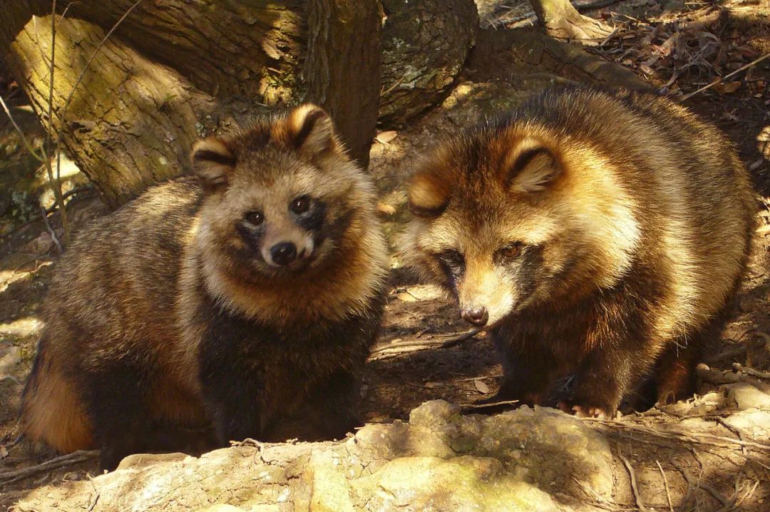 值得一提的是,西洋有浣熊,东洋有浣熊狗(raccoon dog)——貉,也就是