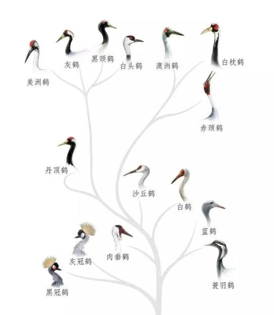 全球15种鹤都在这儿,你认识几种?