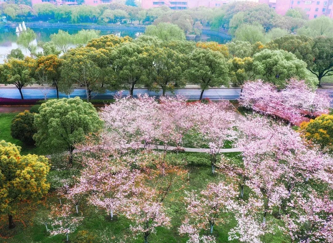 交大再获"上海市花园单位"称号,四季美景一键