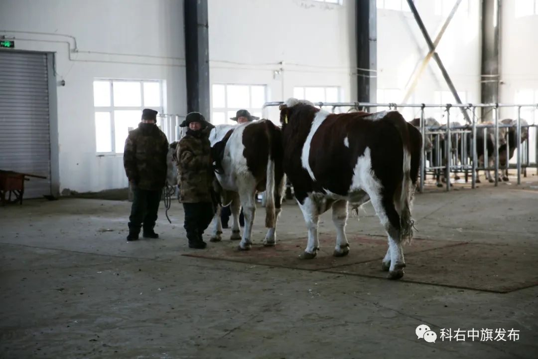 在内蒙古中农兴安种牛科技有限公司的采精室,工作人