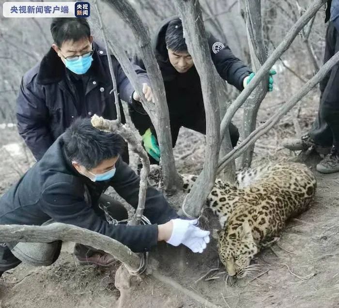 山西侦破非法狩猎案解救一只一级保护动物金钱豹