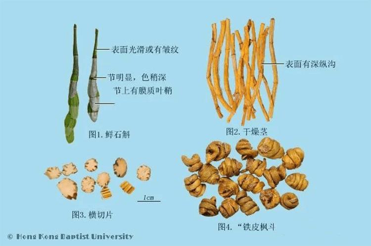 中药石斛   中药材图像数据库提供