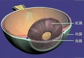 眼球壁主要有三层,最外面是角膜和巩膜组成的纤维膜,中间是包括虹膜