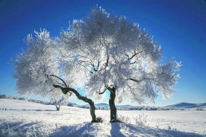 冬日的乌兰布统尽享魅力的雪国风光