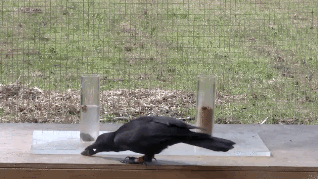 薅屁股毛?我认识的不是这样的乌鸦