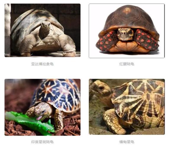 卖乌龟犯法?濒危野生动物买卖"碰不得"!