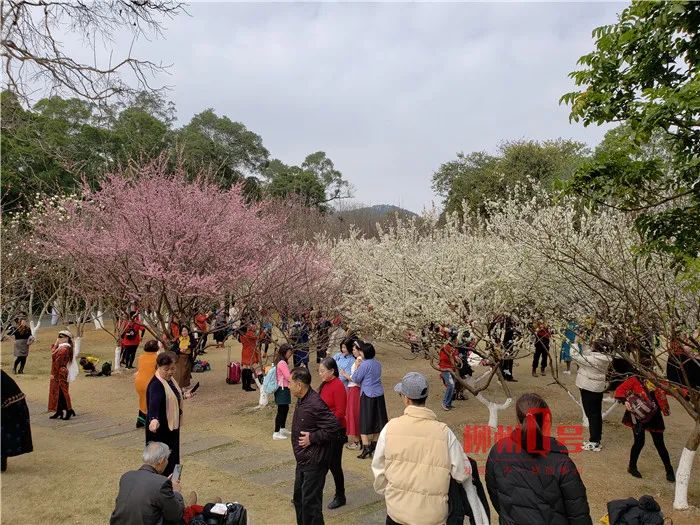 市民在春花岛上赏花 龙潭公园春花岛是市民心中的"桃花岛".