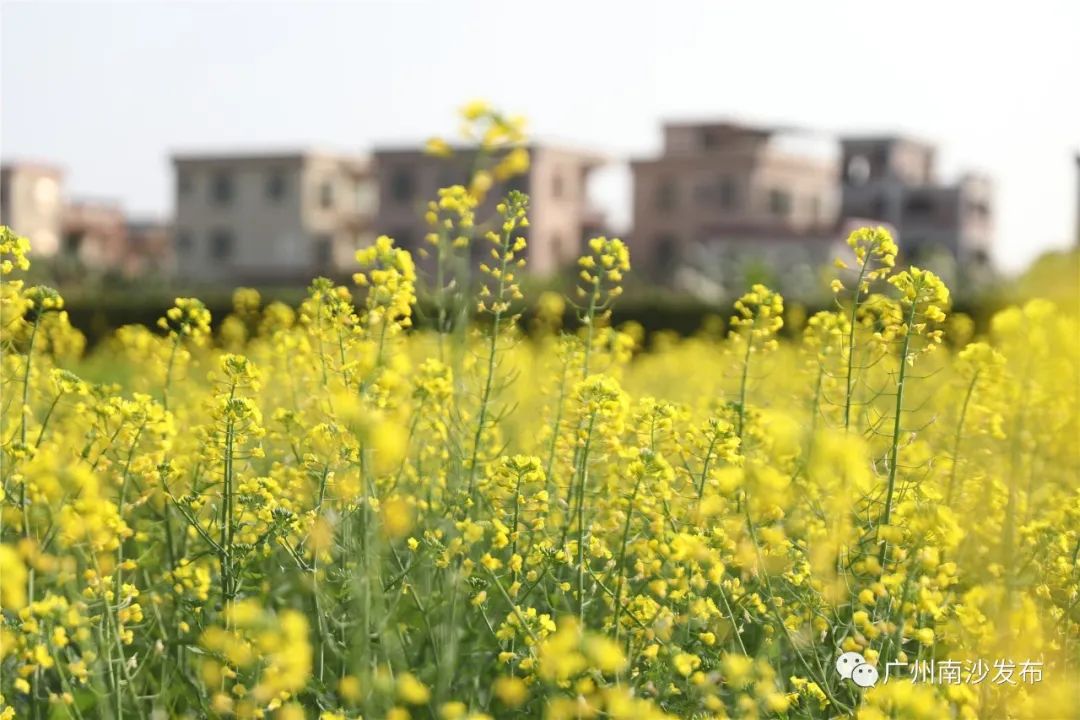种业小镇约110亩 油菜花竞相开放 春日阳光下 成簇成簇的黄花 引