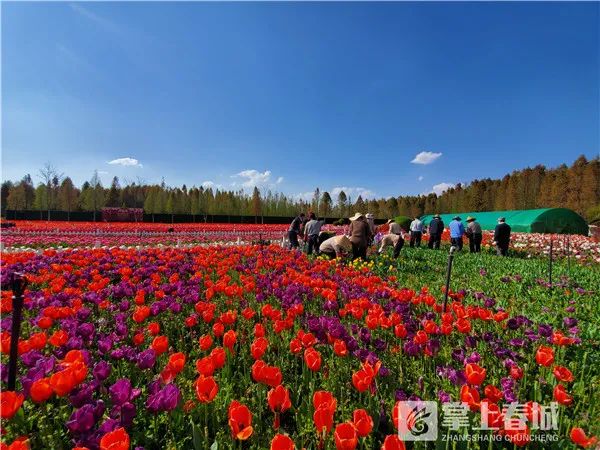 周末去哪儿 | 明天起可赏捞渔河湿地公园郁金香