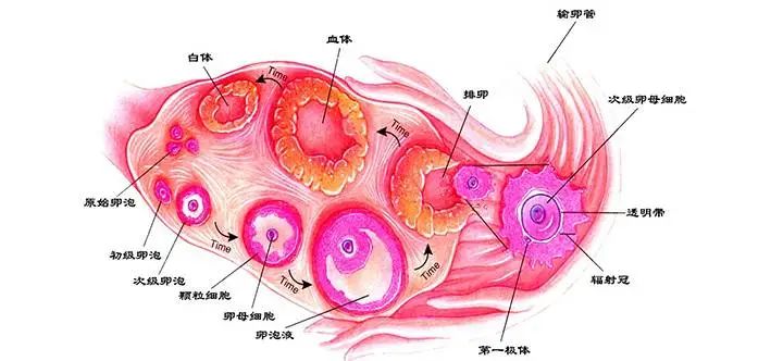 为啥月经期脾气爆?科学解释来了