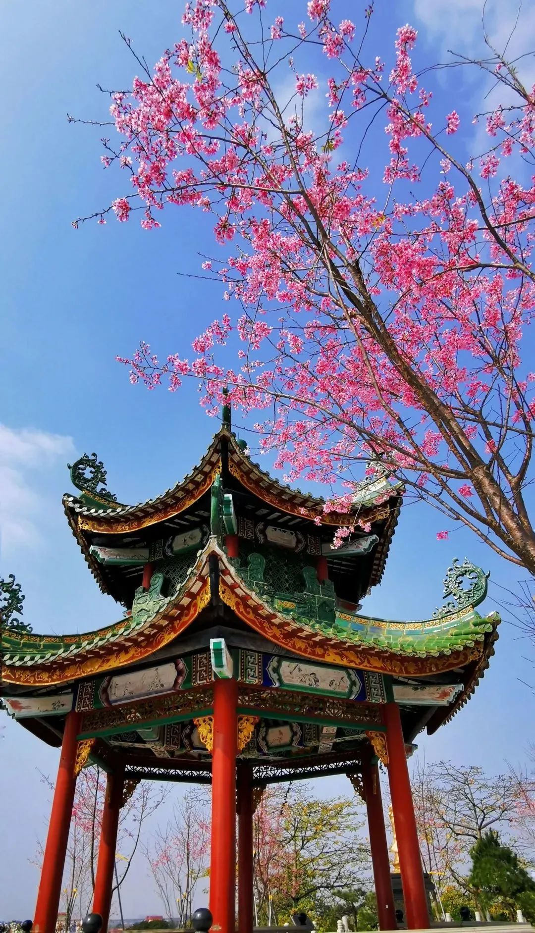 与公交约看广州美景丨春日到,粉樱飘!