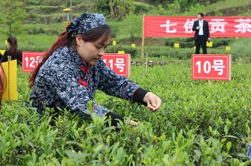 青川过年茶抢购中老茶树一芽一叶才200元每斤