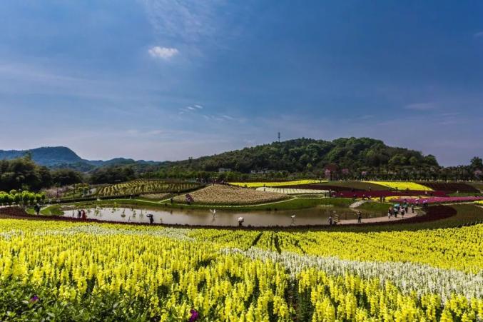 宜宾这个4a景区春节门票9.9元了!花海,,都