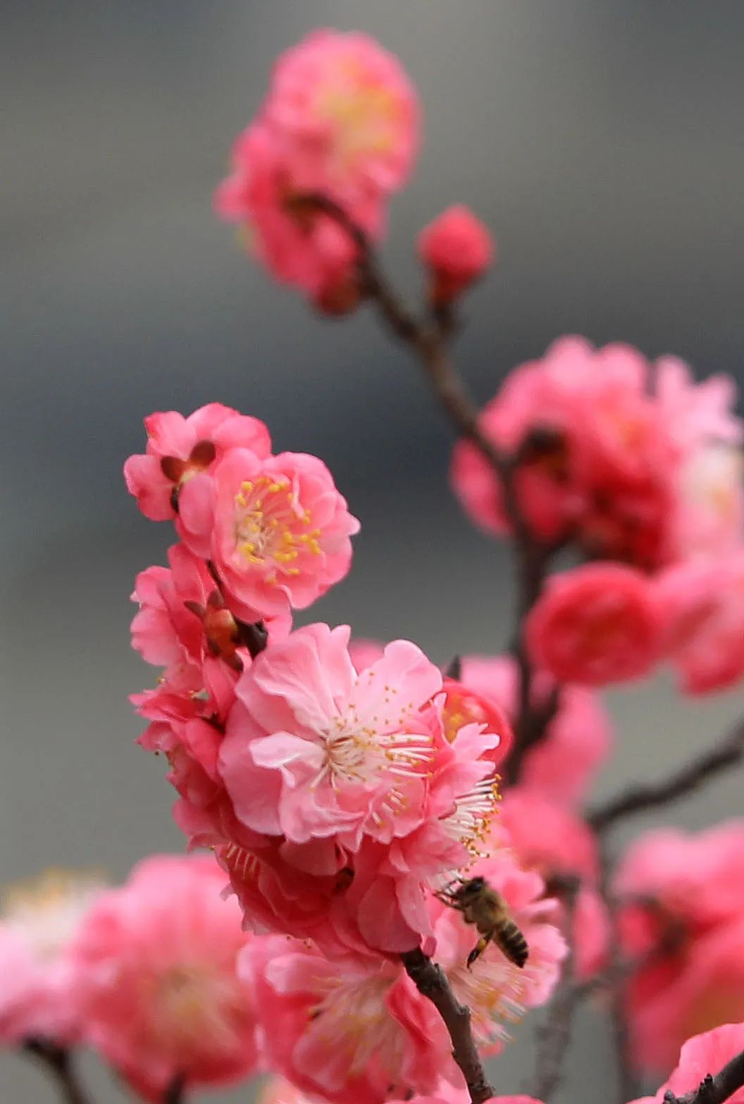 正悄悄透露着春天的气息 这个时节红梅花开得正艳 构成一幅最美风景图