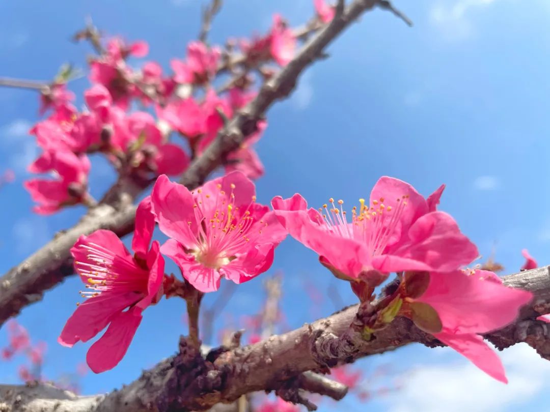 灼灼其华!翁源"桃花谷"万亩桃花恣情绽放