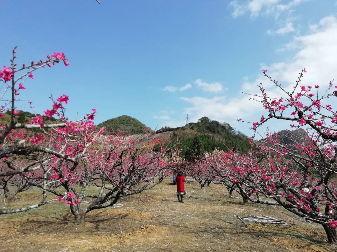 灼灼其华!翁源"桃花谷"万亩桃花恣情绽放