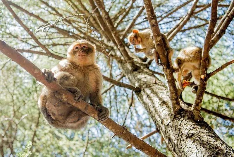 世界知名动物学家提示:不要和猴子自拍