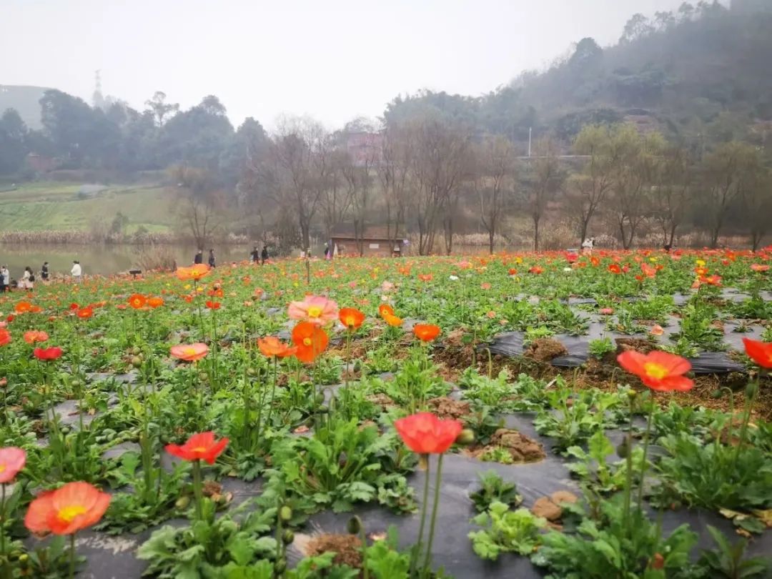 大假过半,赏花去!泸州这些花儿已开好