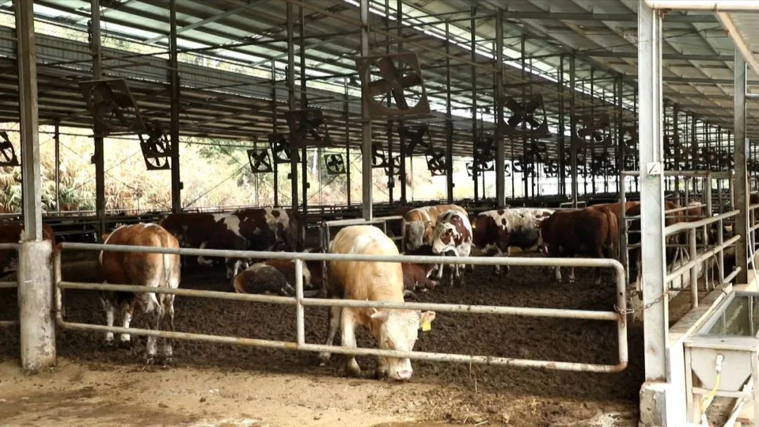 肇庆市广宁县五和镇肉牛养殖扶贫产业项目让收入"牛"
