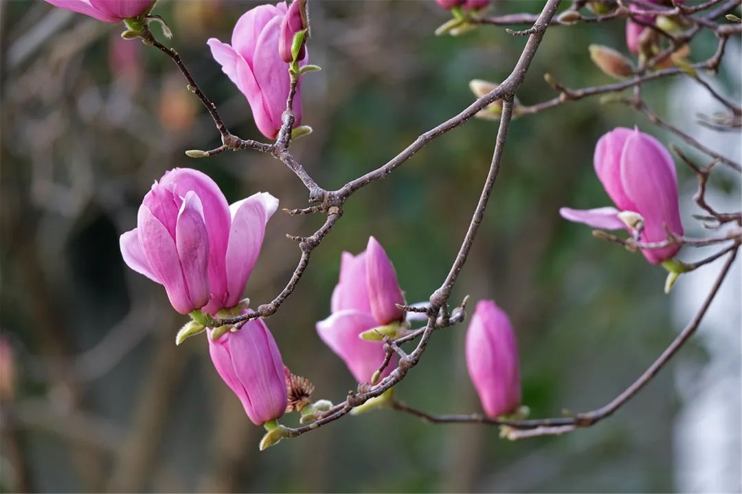 玉兰,木兰科落叶乔木,别名白玉兰,望春花,玉兰花,辛夷花等.