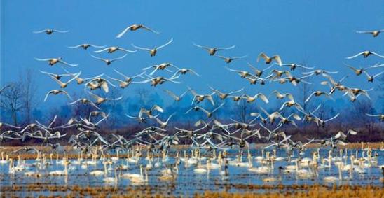 牛年请一定要来江西！因为这个地方实在太“牛”啦（最新发布）