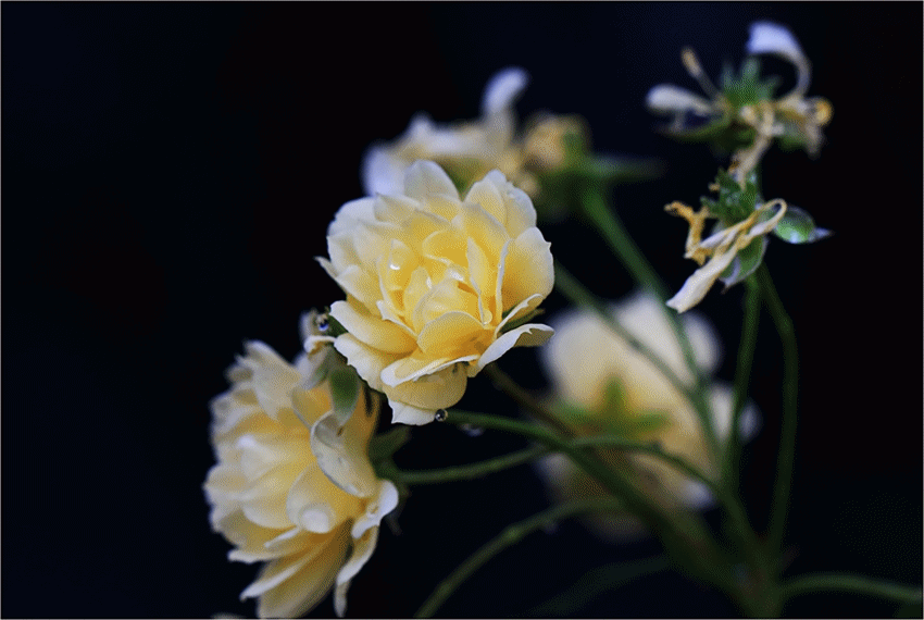 木香花投我木一株,报之果一树/摄于3月15日木瓜海棠花金黄灿灿染三春