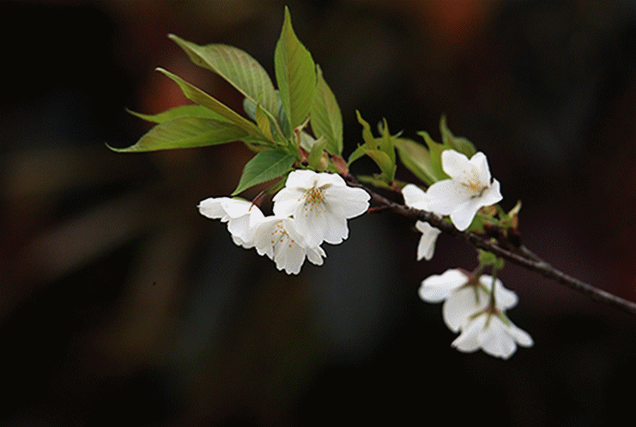 樱花水隔南山人不渡,东风吹老碧桃花/摄于3月23日碧桃花树阴似盖遮