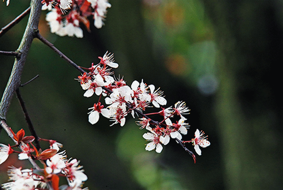 紫叶李山深未必得春迟,处处山樱花压枝/摄于3月23日摄樱花水隔南山人