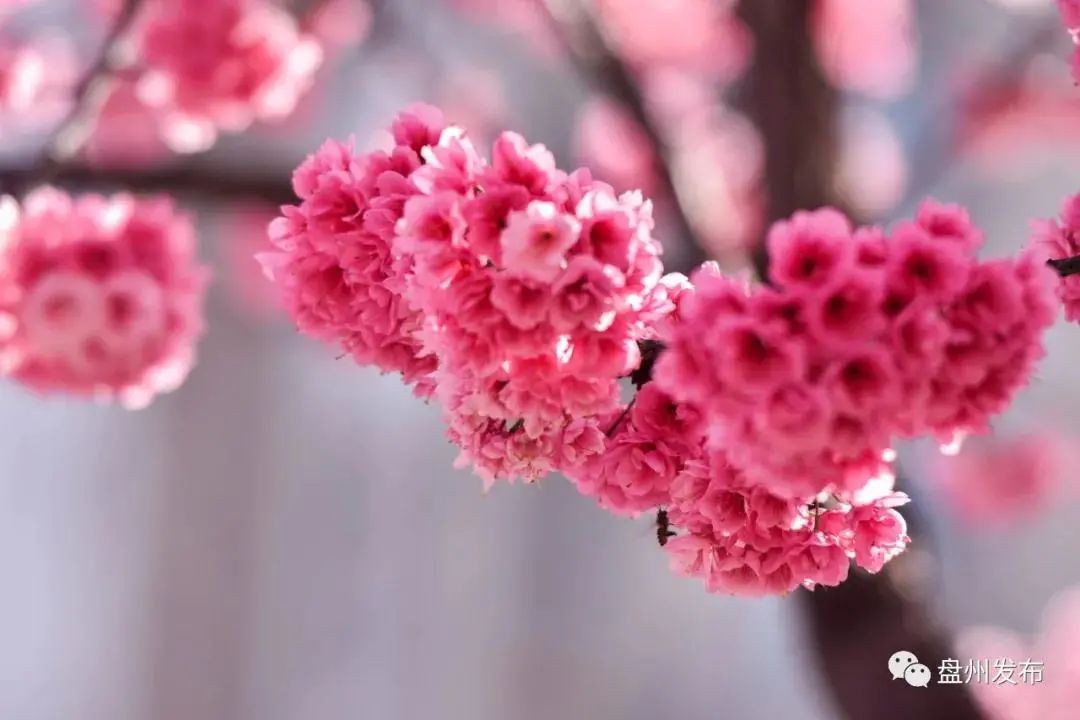 盘州春景惹人醉!