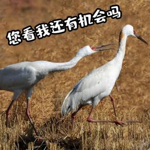 恭"鹤"新禧!请查收江西人的贺岁表情包!