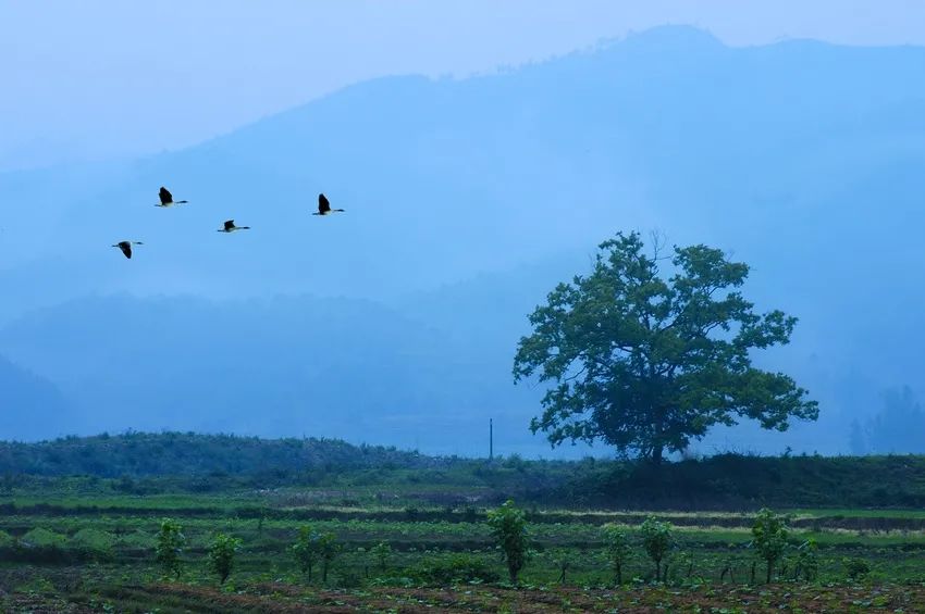 廿四节气 | 雨水生木,生生之机,宜养护而不宜摧折