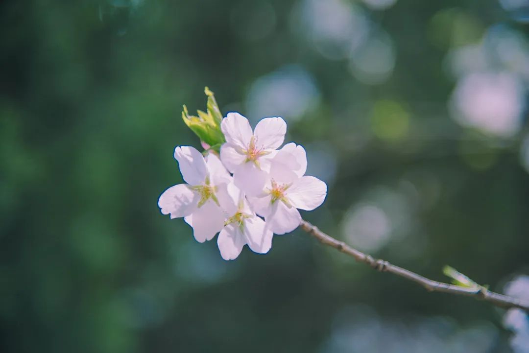 科属:樱科樱属