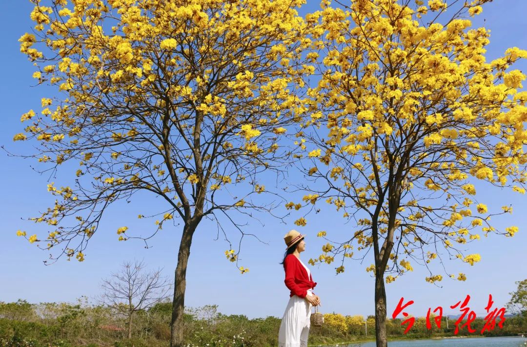 【赏花】花都这片黄花风铃灿烂绽放,美炸了!