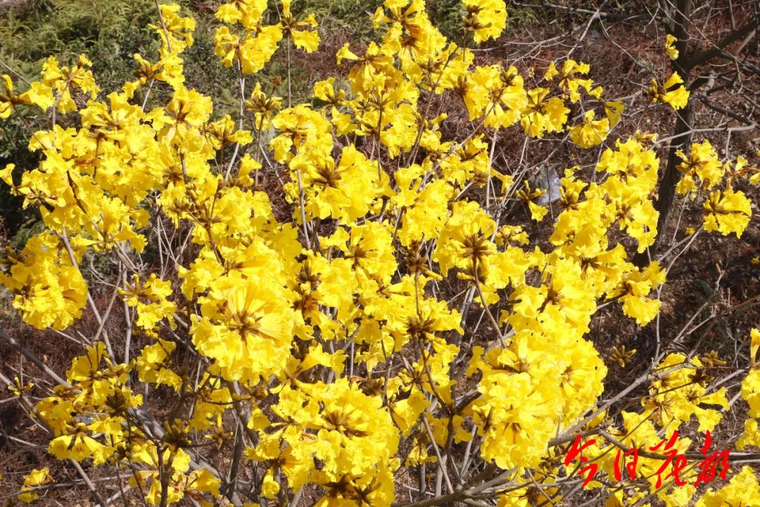 【赏花】花都这片黄花风铃灿烂绽放,美炸了!