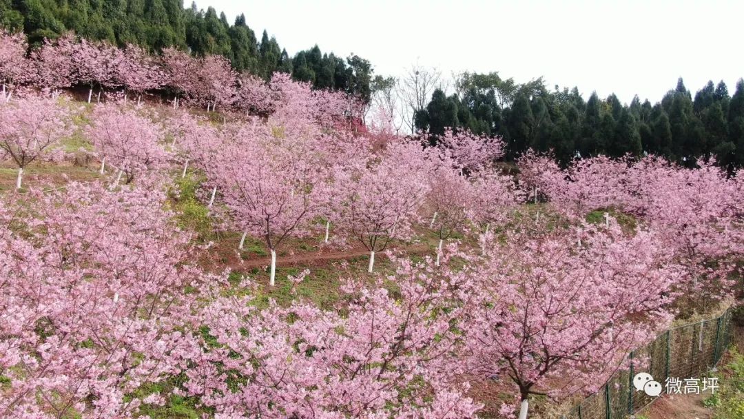 春光明媚 樱花怒放 咱高坪区都京街道民主村 澜岭江花的樱花正满山