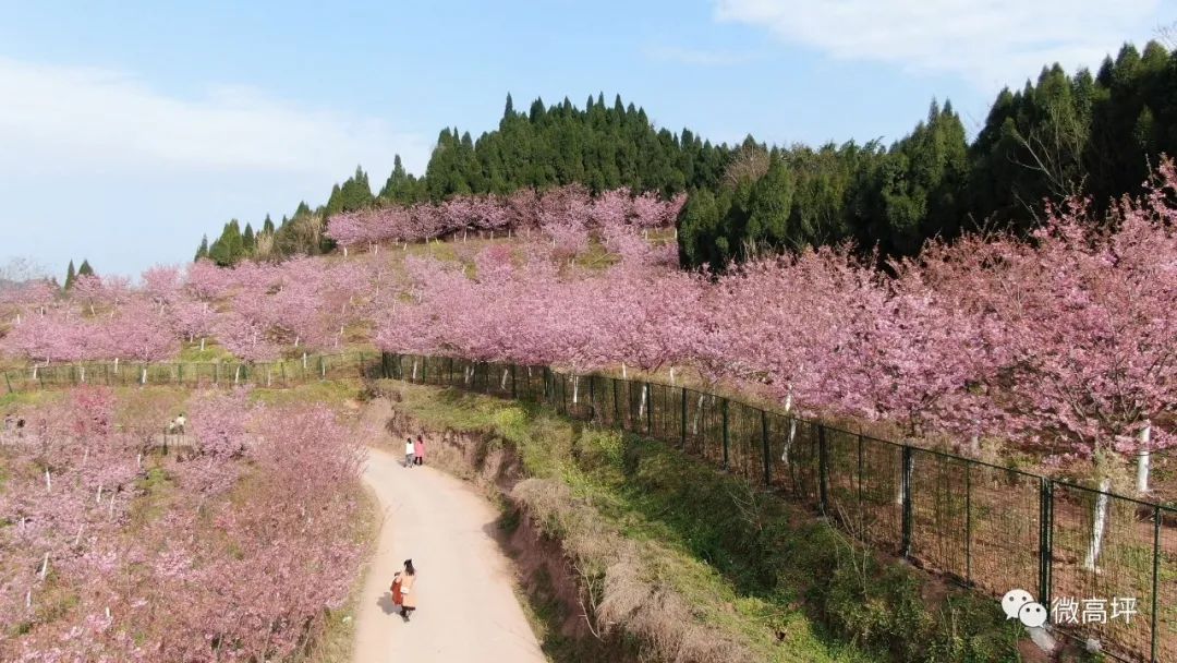 南充日报                     春光明媚 樱花怒放 咱高坪区都京街道