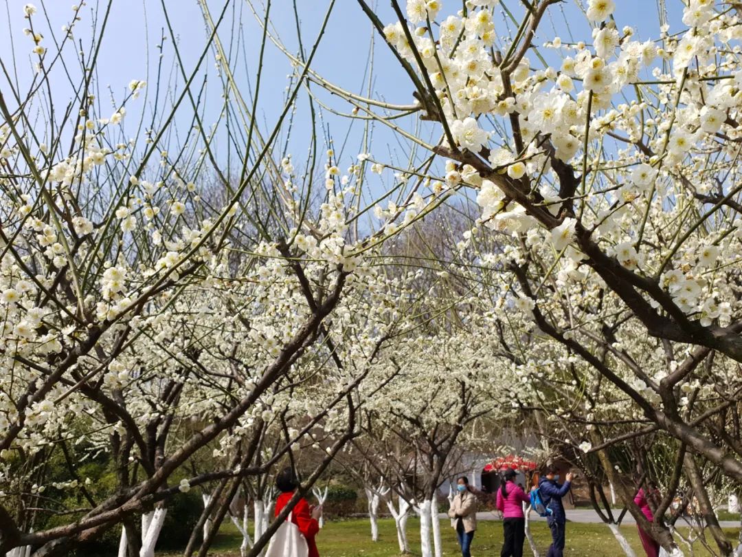 梅园春节期间天气晴好今天荆州最高温达24℃"加热模式"这几天瞬间调档