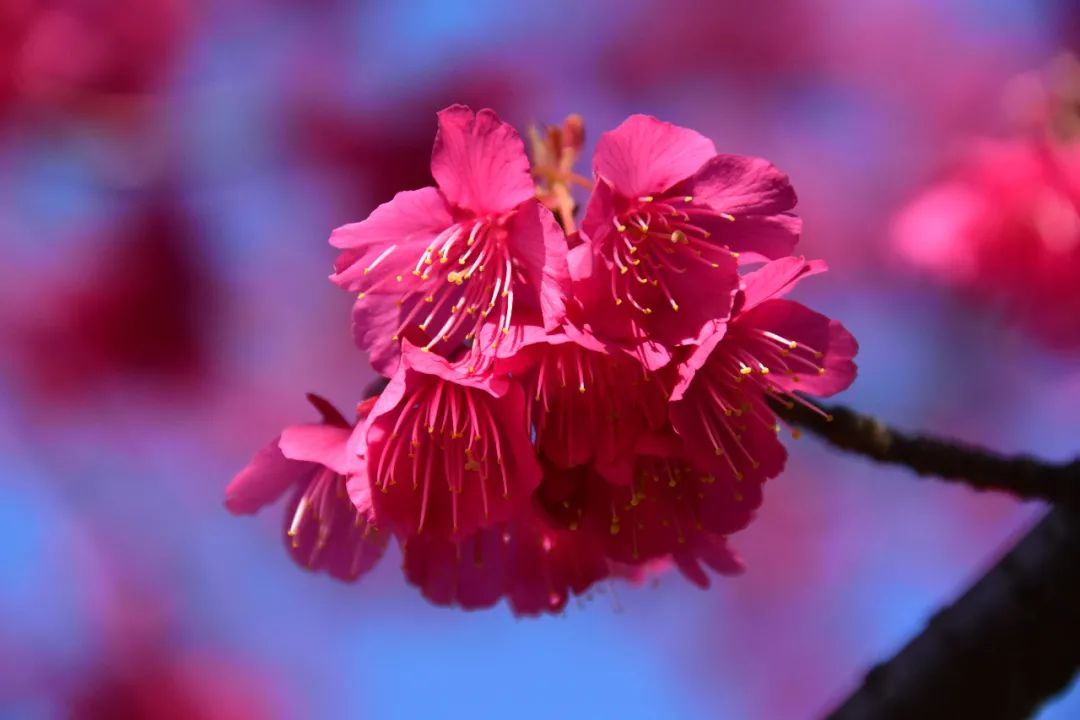 台湾钟花樱