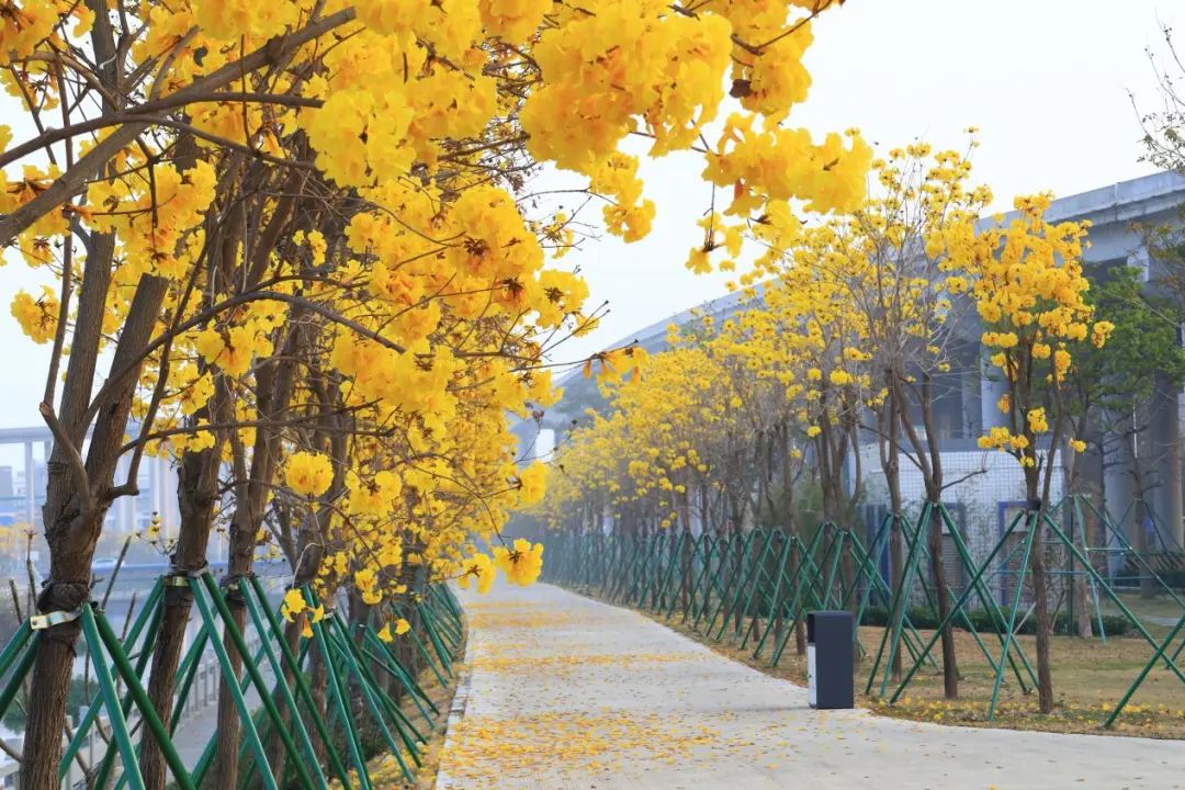 绝美大片来了江海一河两岸黄花风铃木盛放赏花正当时地址就在