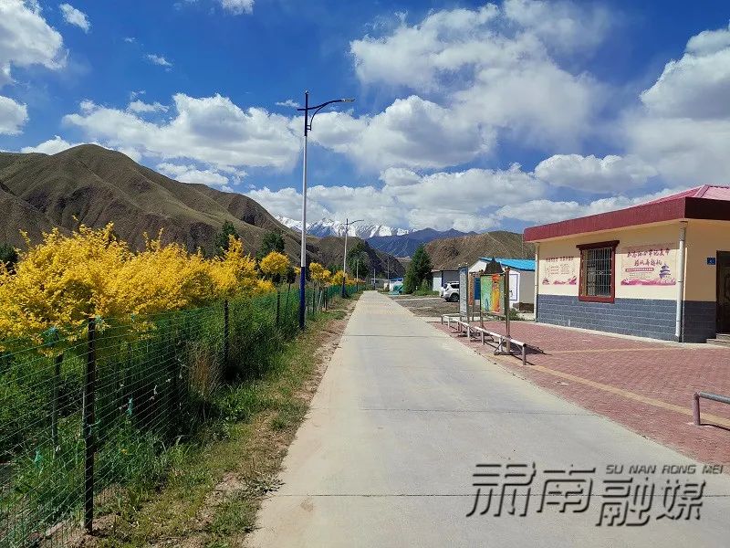 走进肃南县大河乡西柳沟村,干净整洁的村道两旁,整齐的松树成排竖立