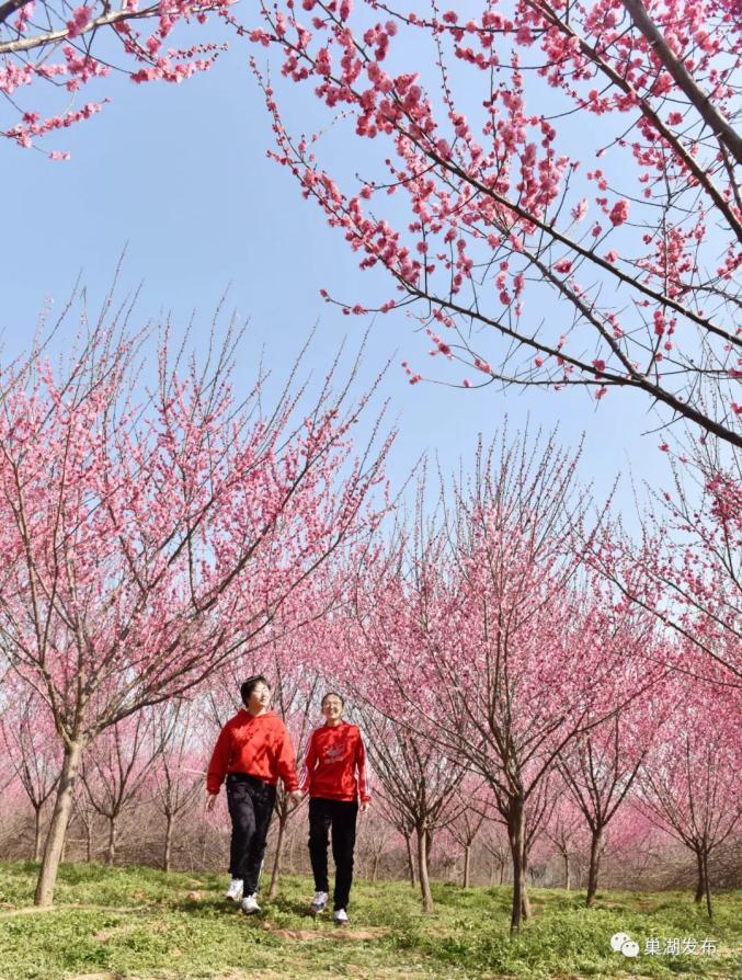 巢湖这个地方去年登上央视今年更美了